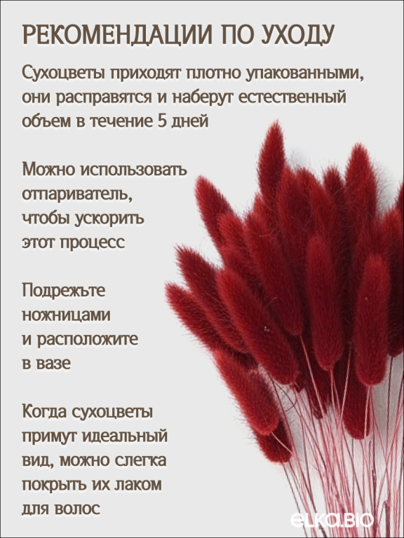 Лагурус бордово-коричневый 30 шт. Высший сорт. Высота 25-35 см М472