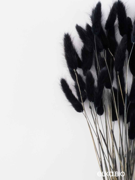 Лагурус черный первый сорт - 300 шт