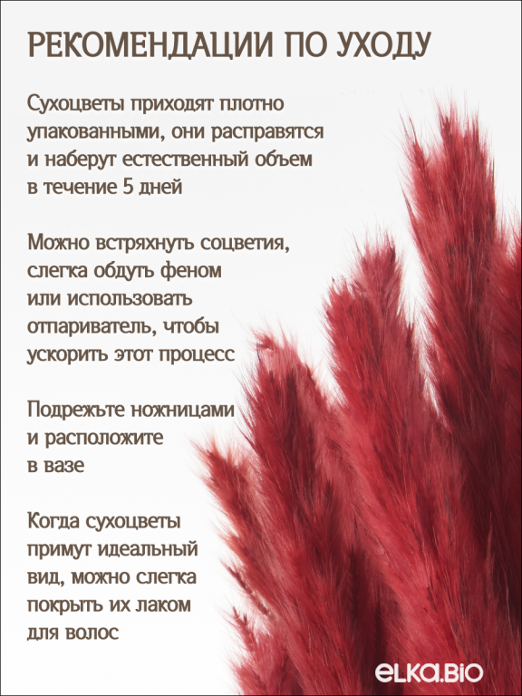 Пампас мини бордовый 45 шт. Высший сорт М270