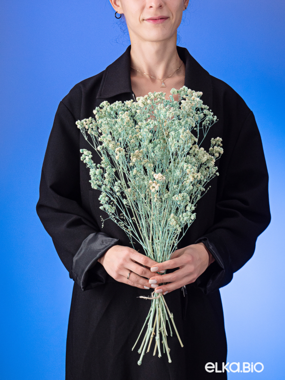 Гипсофила стабилизированная светло-бирюзовая 140 гр. высший сорт М159