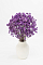 Цветы лимониума фиолетовые 50 гр. Высший сорт Цветы  23-35 см М664
