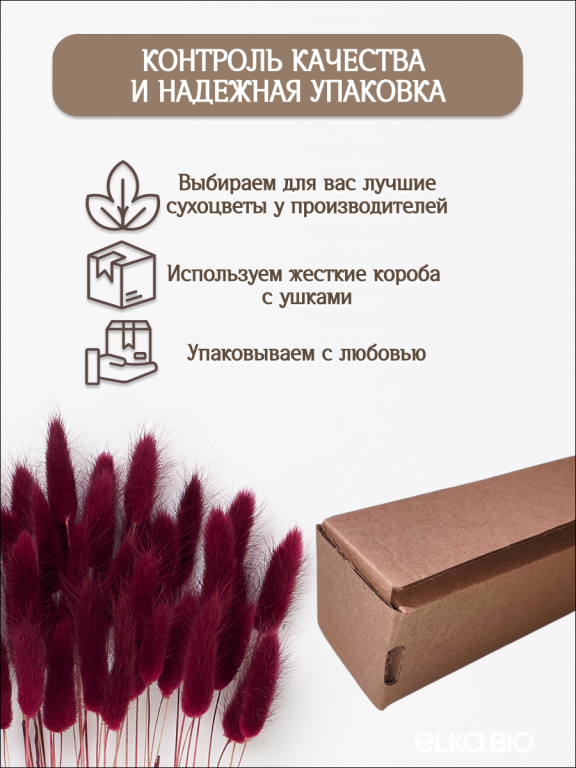 Лагурус бордовый марсала 60 шт. Высший сорт. Высота 25-35 см М226