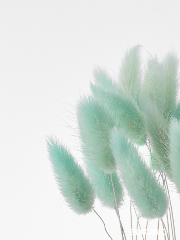 Лагурус светло-бирюзовый высший сорт - 60 шт