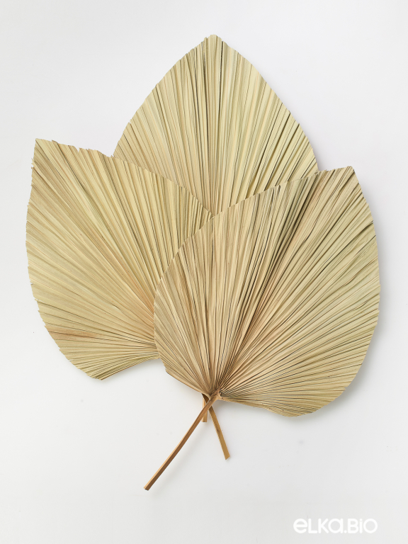 Лист веерной пальмы (3шт) М183