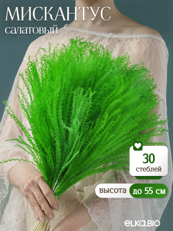 Мискантус салатовый 30 шт. Высший сорт М276