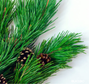 Лапник Сосны 2 кг.