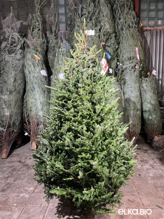 Пихта Фразера срезанная 2.00 - 2.25