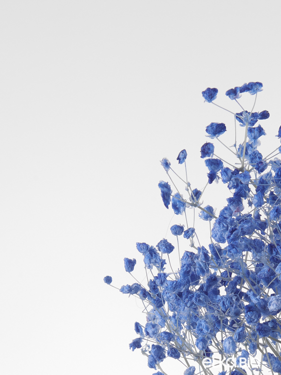 Гипсофила стабилизированная синяя 50 гр. высший сорт М177