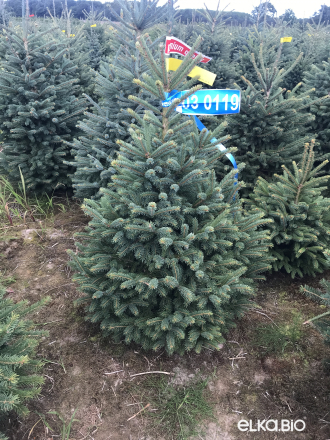 Голубая ёлка в горшке 1.00 - 1.20