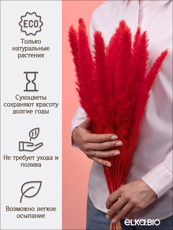 Пампас мини красный 15 шт. Высший сорт. Высота 40-50 см. М130