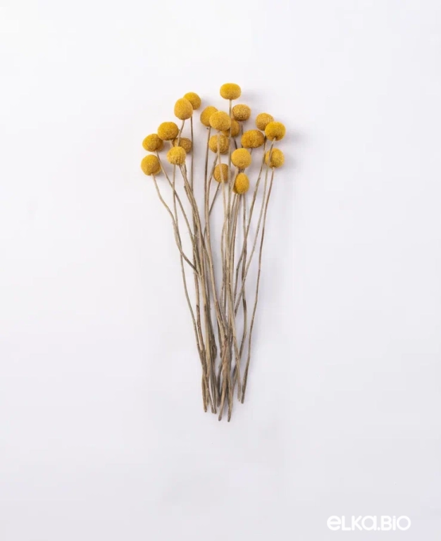 Краспедия (20 шт) 25-35 см М468