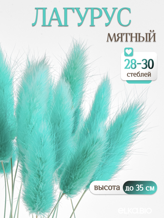 Лагурус мятный 30 шт. Высший сорт. Высота 25-35 см М701