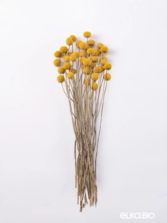 Краспедия (40 шт) 40-50 см М249