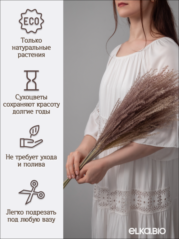 Мискантус натуральный 10 шт. Высший сорт М041