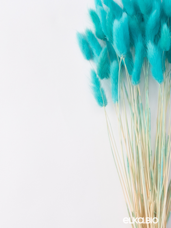 Лагурус ярко-бирюзовый первый сорт - 300 шт