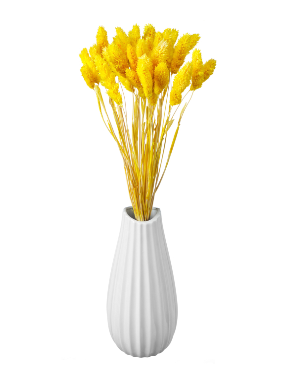 Фалярис жёлтый (40шт) М106