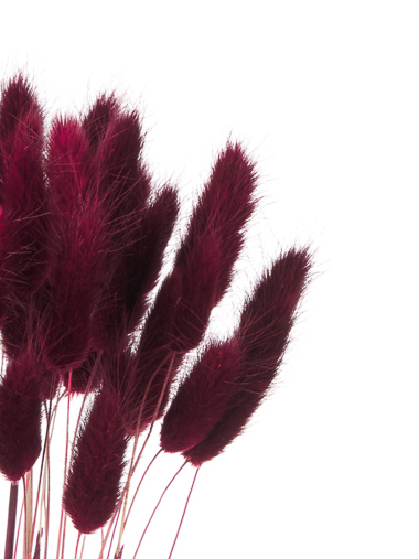 Лагурус бордовый марсала первый сорт - 300 шт