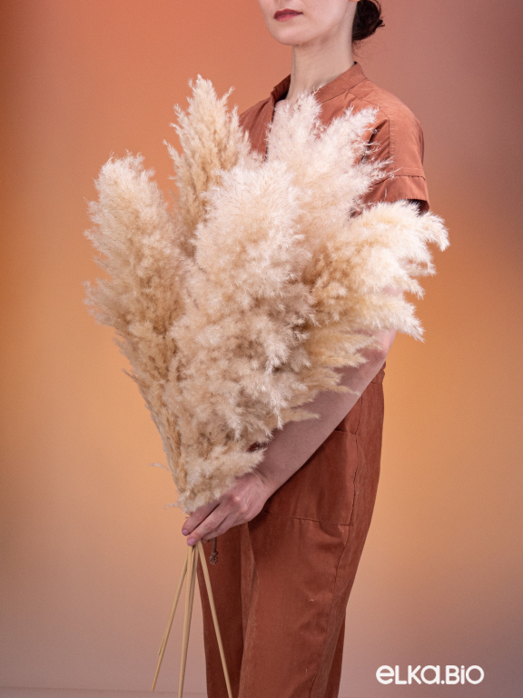 Пампасная трава кортадерия натуральная (5шт) М000 Пампасная трава кортадерия натуральная (5шт) М000