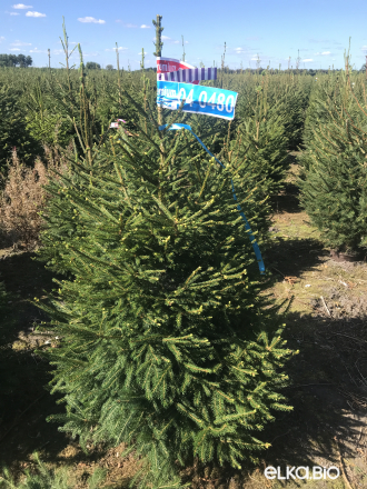 Новогодняя Ёлка в горшке 1.20 - 1.40