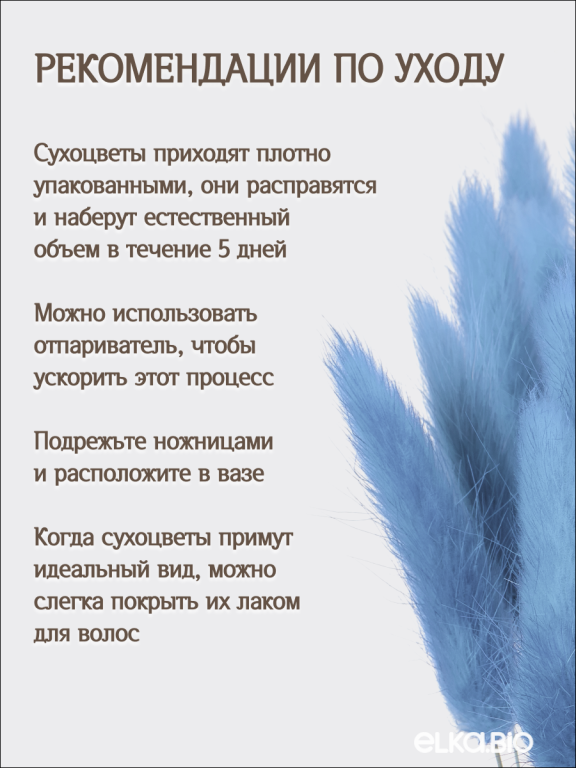 Лагурус голубой 60 шт. Высший сорт. Высота 25-35 см М653