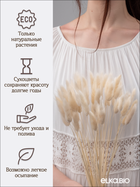 Лагурус белый 60 шт. Высший сорт. Высота 25-35 см М224