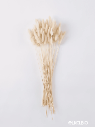 Лагурус белый высший сорт - 60 шт