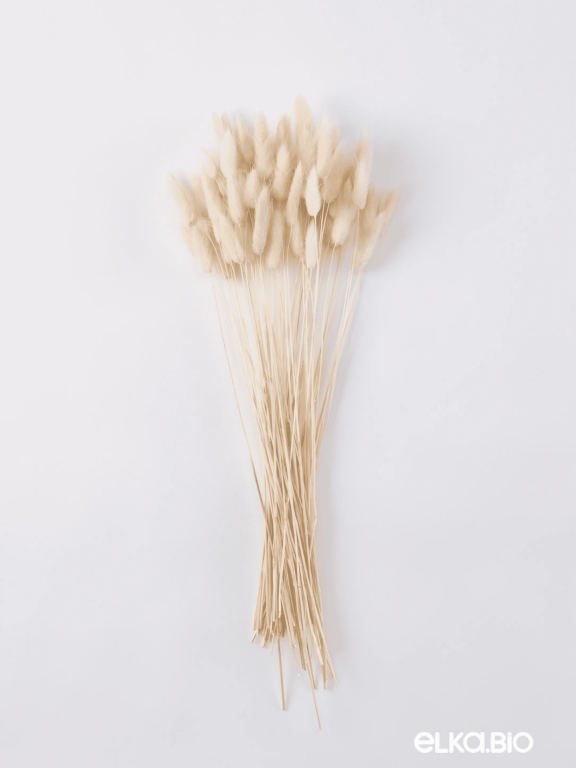 Лагурус белый высший сорт - 60 шт