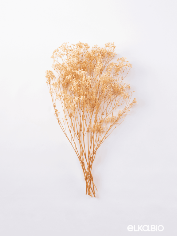  Гипсофила бежевый 100 - 115 г. Первый сорт - стабилизированная