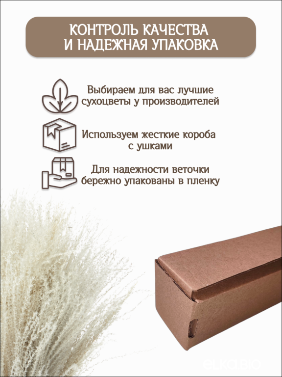 Мискантус серый 30 шт. Высший сорт М279
