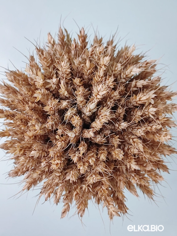 Букет из пшеницы Т148-B102