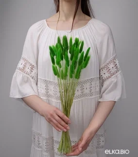 Лагурус зеленый высший сорт- 60 шт