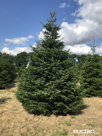 Пихта Нордмана срезанная 4.00 - 4.50