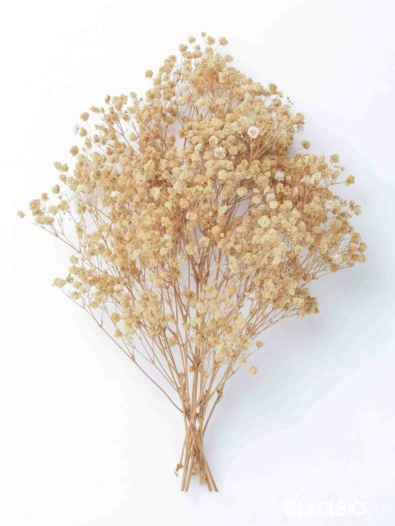 Гипсофила бежевая 50 г. Высший сорт - стабилизированная М493