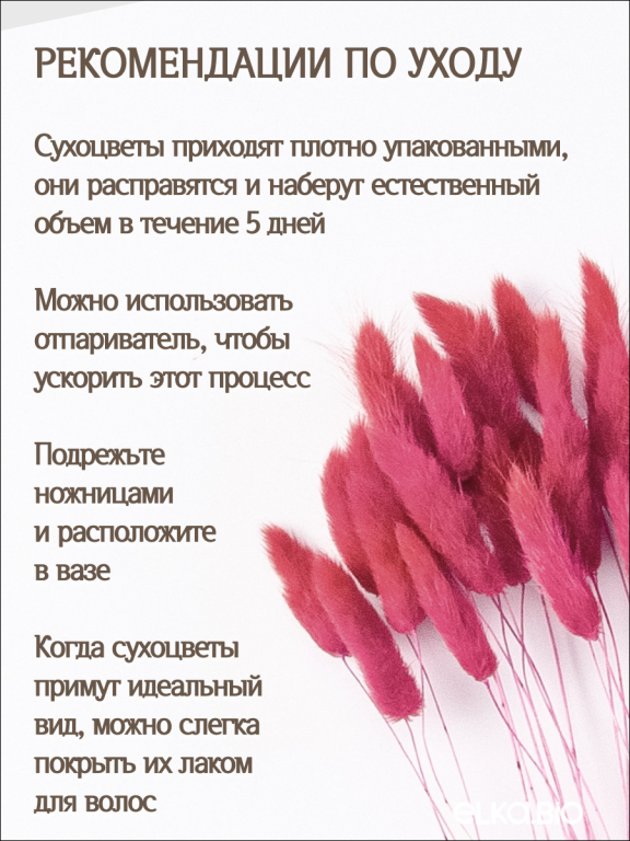 Лагурус фламинго 30 шт. Высший сорт. Высота 25-35 см М708