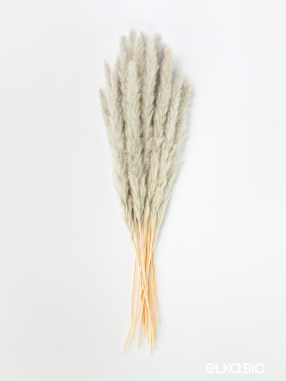 Трава сухоцвет пампас мини 15 шт. серый высший сорт