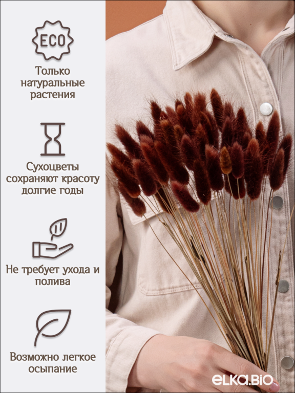 Лагурус коричневый 60 шт. Высший сорт. Высота 25-35 см М230