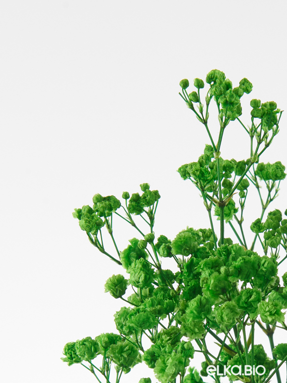 Гипсофила стабилизированная зелёная 50 гр. высший сорт М173 Гипсофила стабилизированная зелёная 50 гр. высший сорт М173