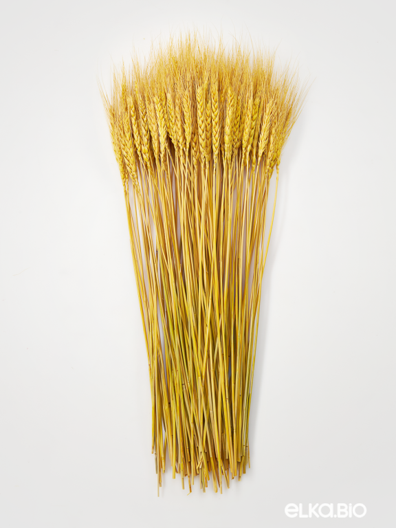 Пшеница желтая 160 шт. Высший сорт М428