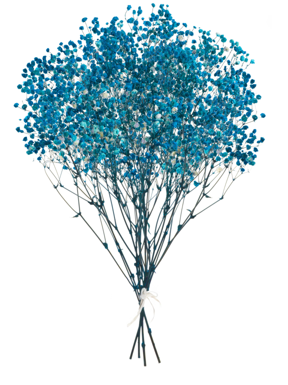 Гипсофила ярко-бирюзовая 140г. Высший сорт - стабилизированная М053