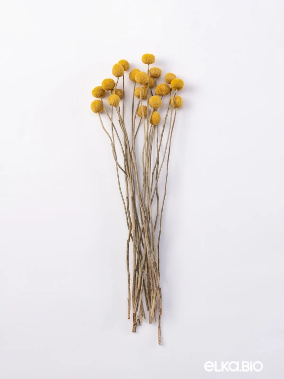 Краспедия сухоцвет (20 шт) М048