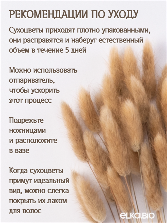 Лагурус натуральный 30 шт. Высший сорт. Высота 25-35 см М469
