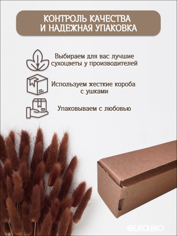 Лагурус коричневый 60 шт. Высший сорт. Высота 25-35 см М230