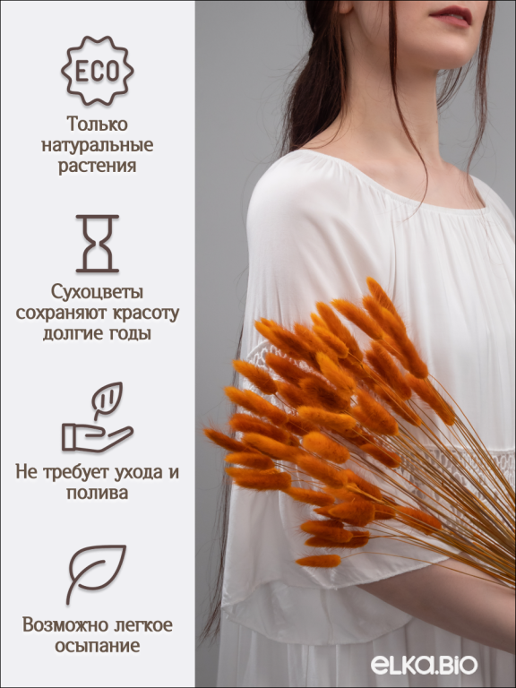 Лагурус оранжевый 60 шт. Высший сорт. Высота 25-35 см М232