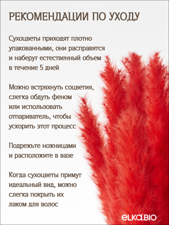 Пампас мини красный 45 шт. Высший сорт М267