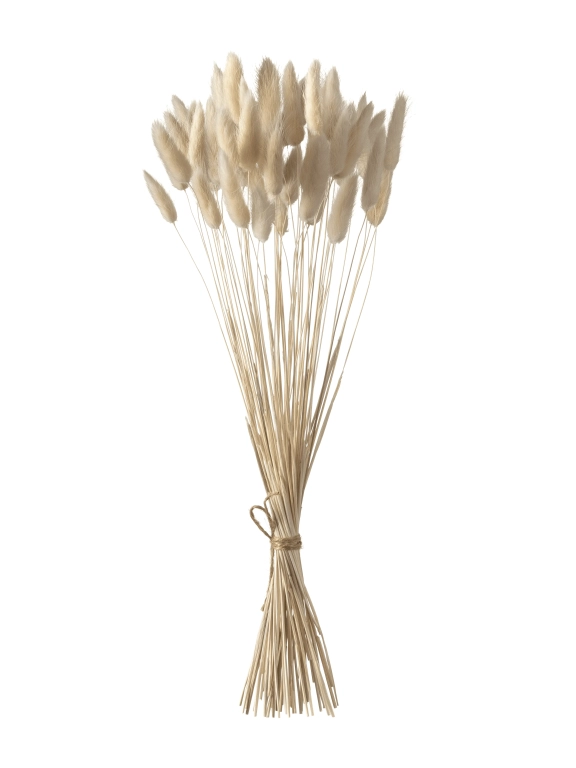 Лагурус белый первый сорт - 300 шт