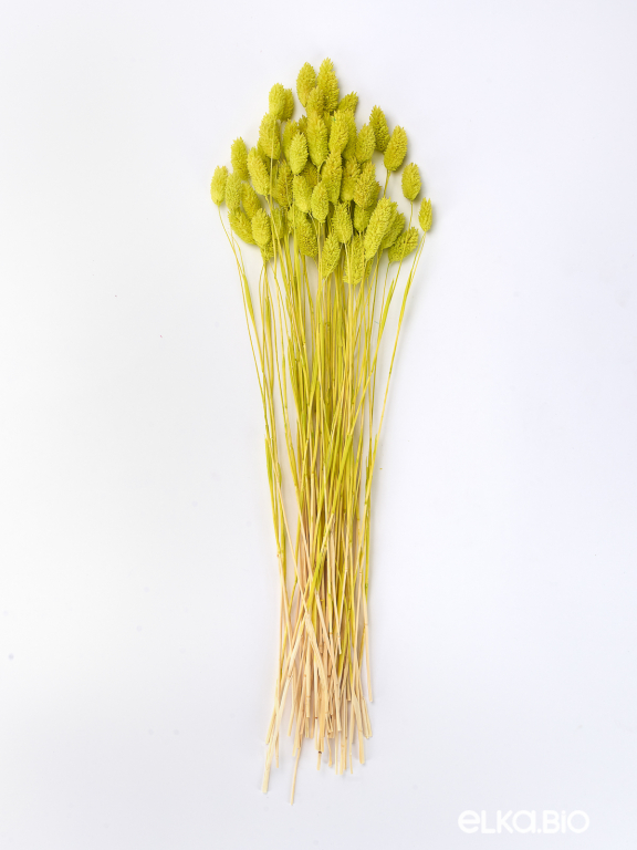 Фалярис салатовый (40шт) М110 Фалярис салатовый (40шт) М110