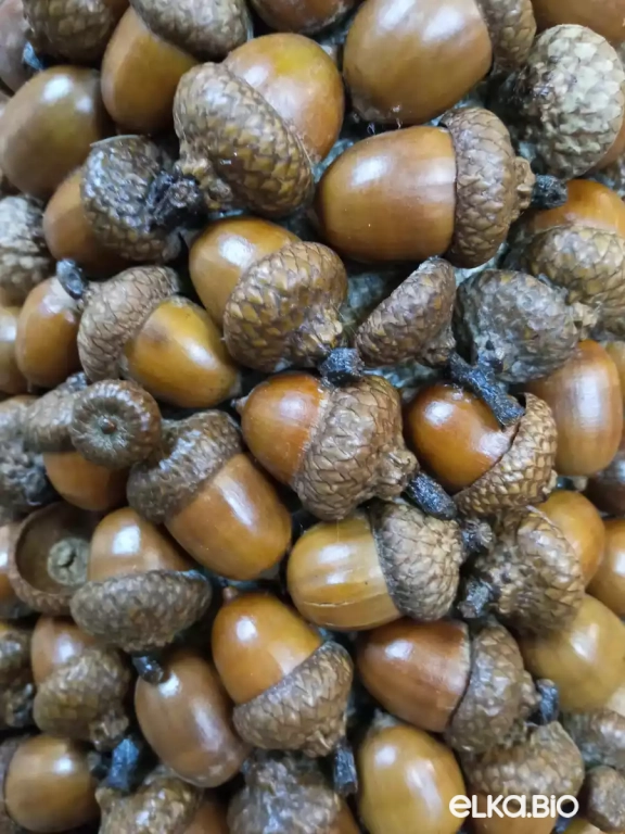 Настольная декоративная елка из желудей красного дуба Желуди (большая) П67-В49