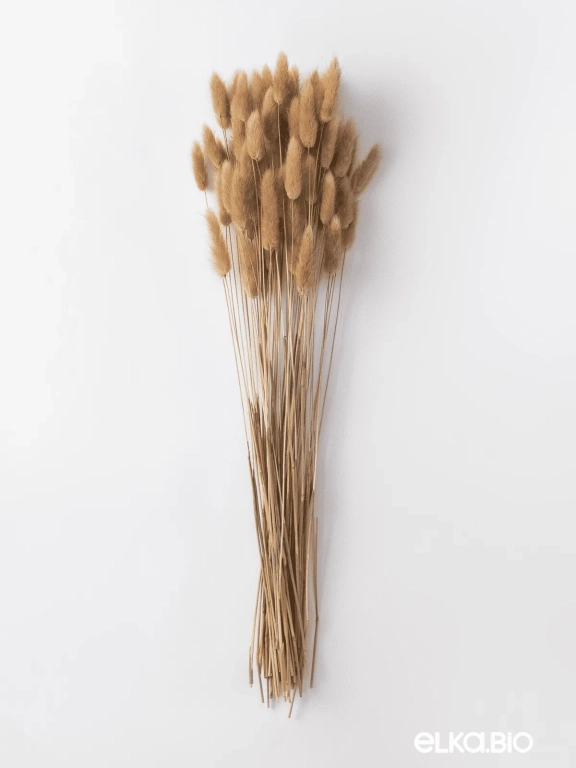 Лагурус натуральный высший сорт - 60 шт Лагурус натуральный высший сорт - 60 шт