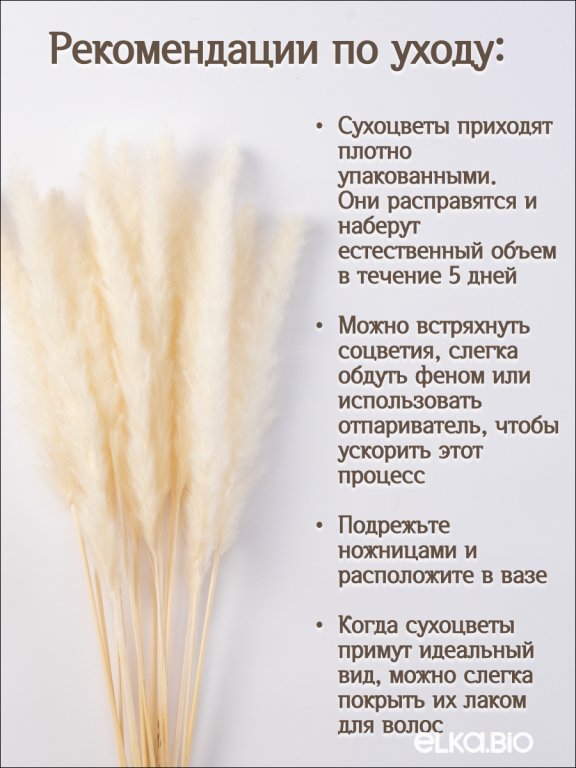 Пампас мини белый 15 шт. Высший сорт. Высота 40-50 см. М027