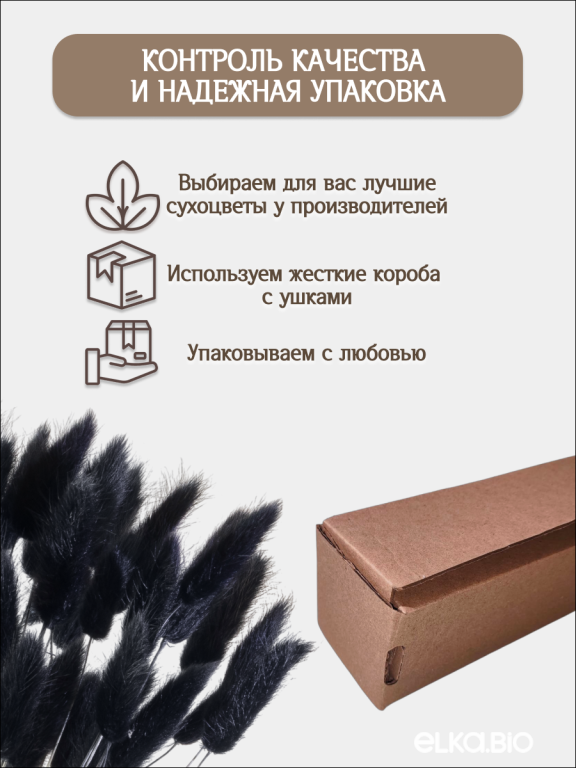 Лагурус чёрный 60 шт. Высший сорт. Высота 25-35 см М242